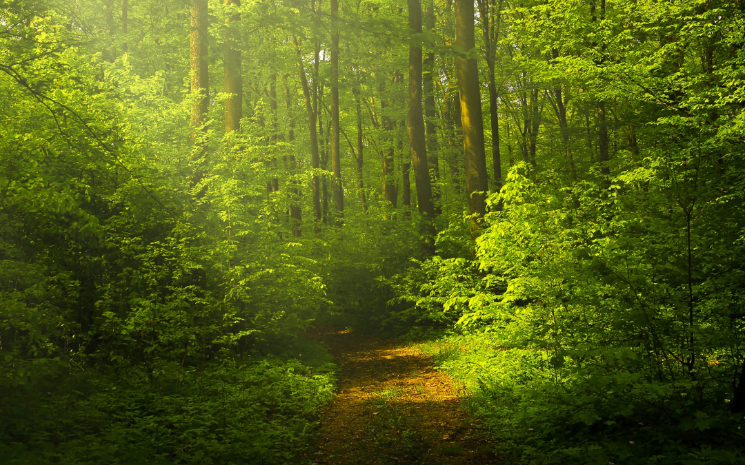 Defining The Book “Be a Transcendent Man” “A Model for Masculinity with Integrity”