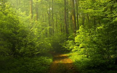 Defining The Book “Be a Transcendent Man” “A Model for Masculinity with Integrity”